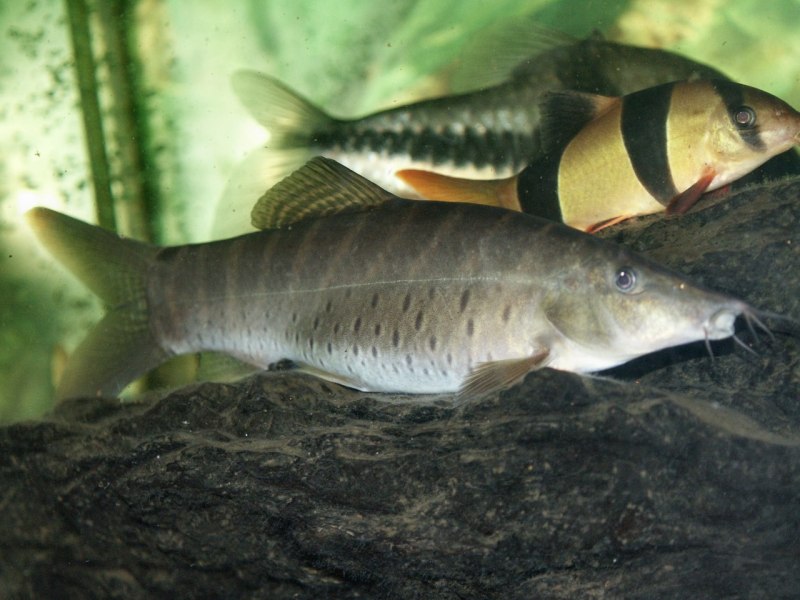 Боция Зебра