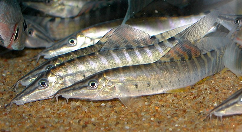 Рыбка боция тигровая