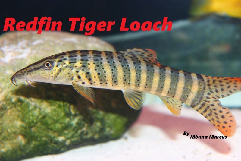 Боция Бердмора (Syncrossus berdmorei)