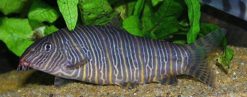 Рыбка боция мраморная