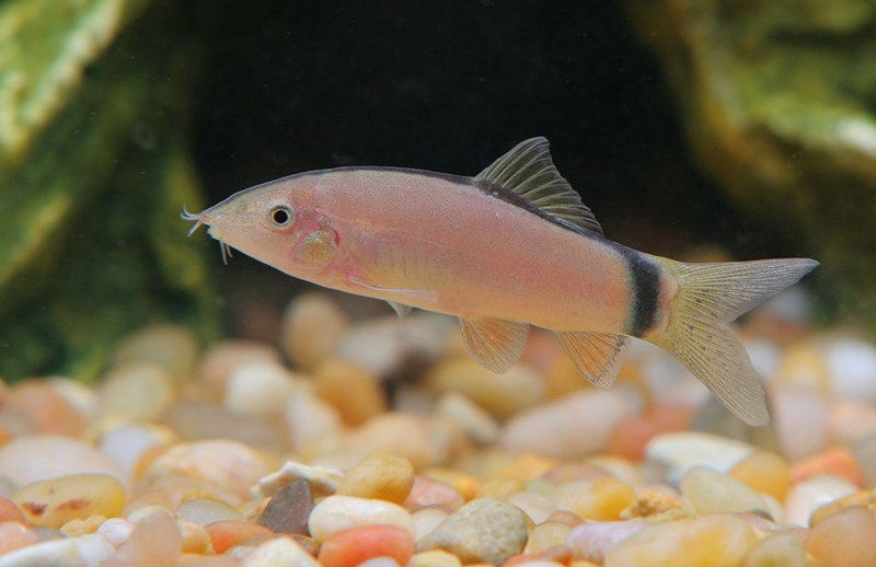 Тетра Амано рыбки