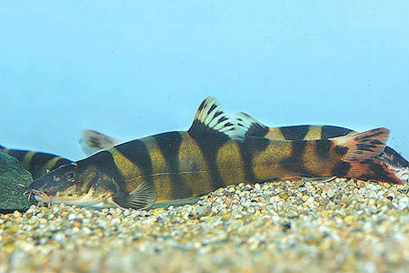 Боция рыбка аквариумная