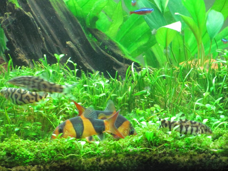 Боции вьюновые