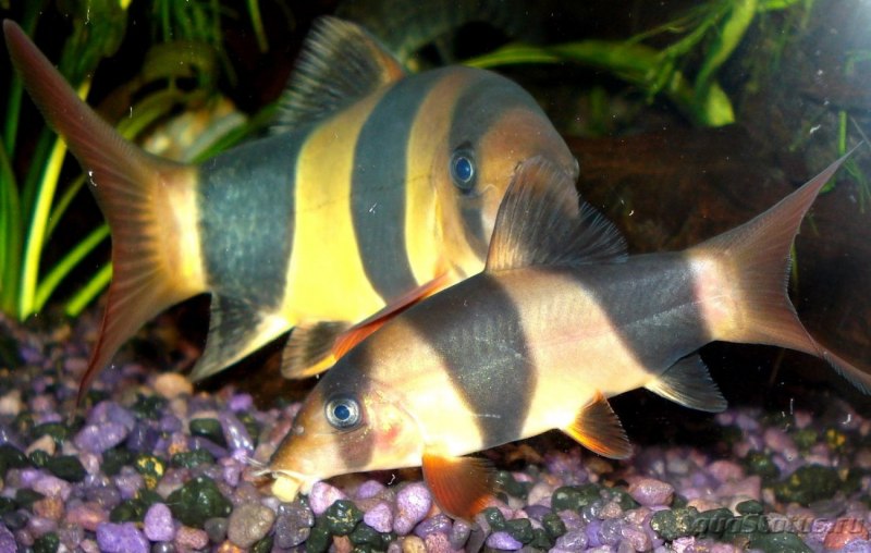 Сомик боция полосатый