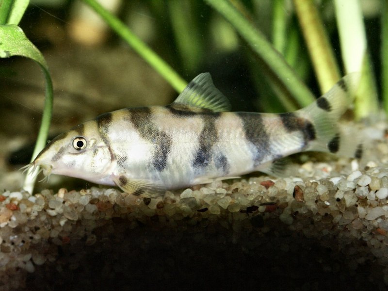 Боция леопардовая