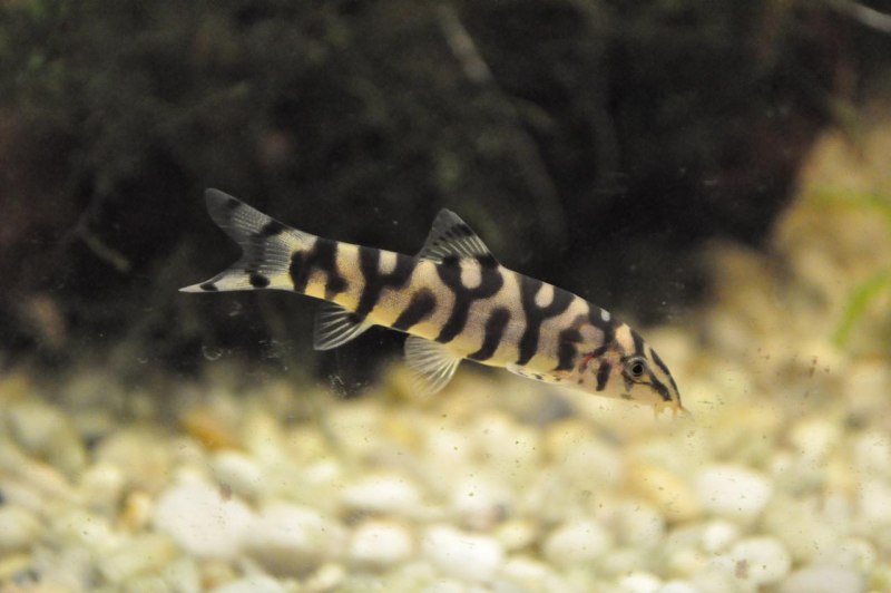 Сомик боция полосатый