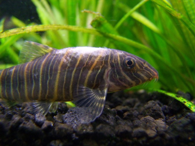 Боция Дарио