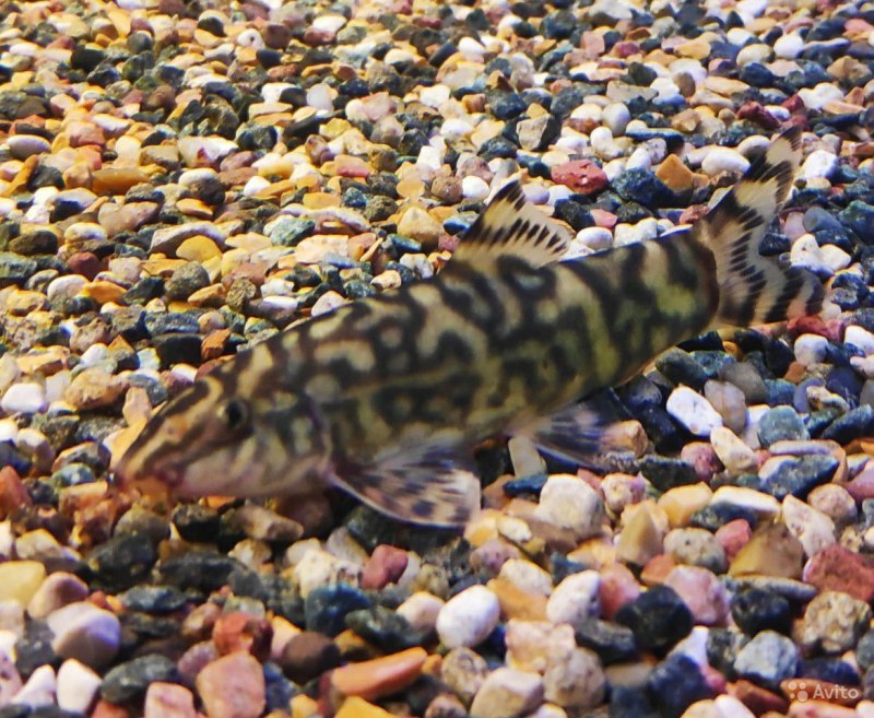 Боция морлети рыбка аквариумная