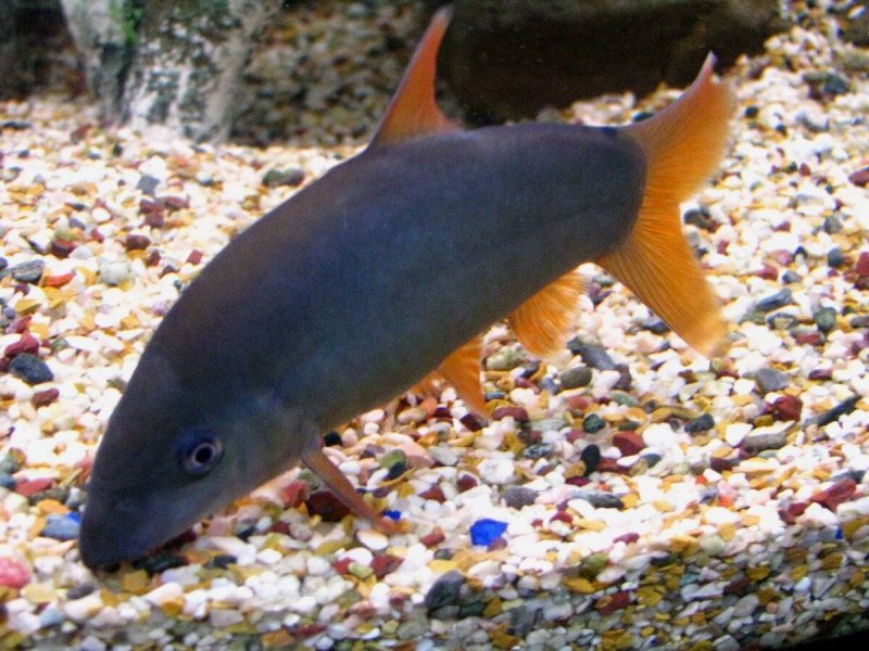 Боция Зебра