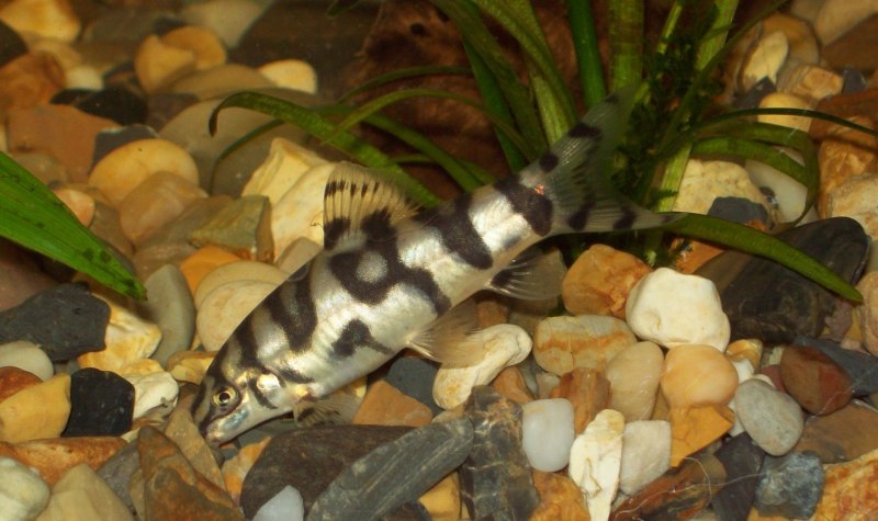 Боция мраморная Botia lohachata