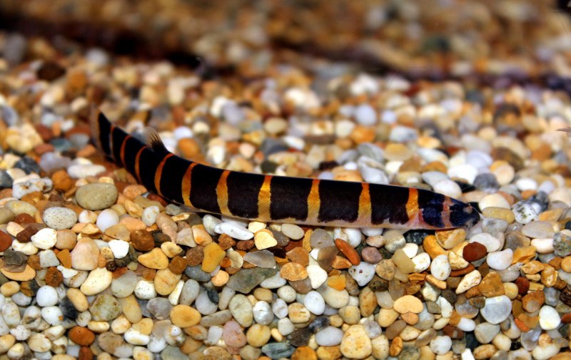 Боции клоуны