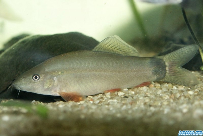 Боция-клоун мертвая