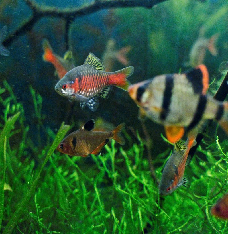 Сомик боция мраморная