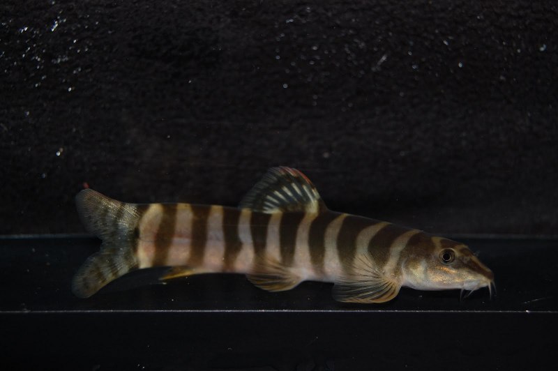 Рыба боция серая