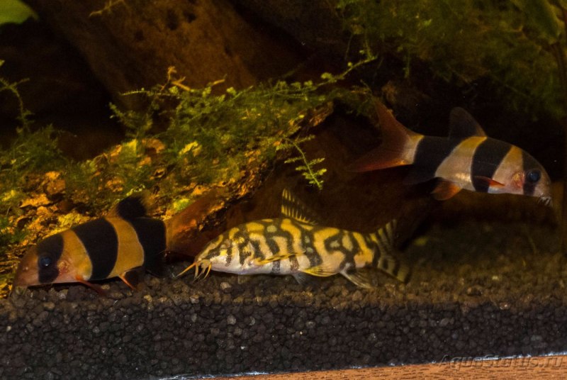 Рыбка боция клоун