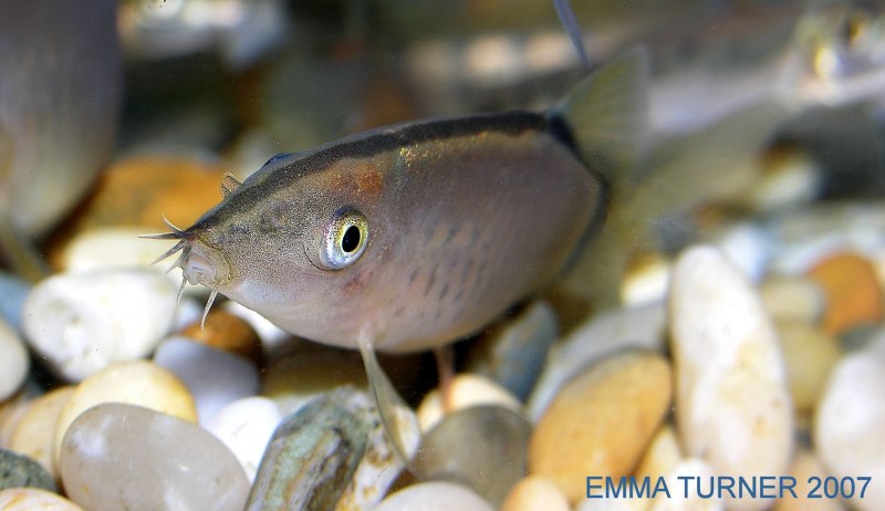 Боция клоун совместимость