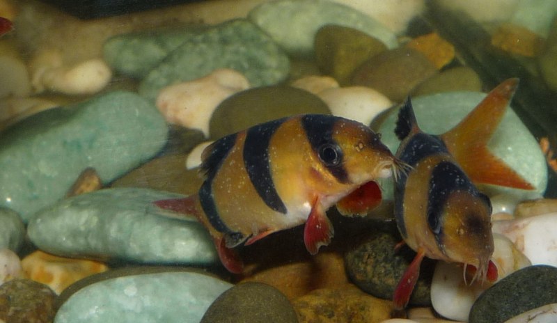 Голец аквариумная рыбка