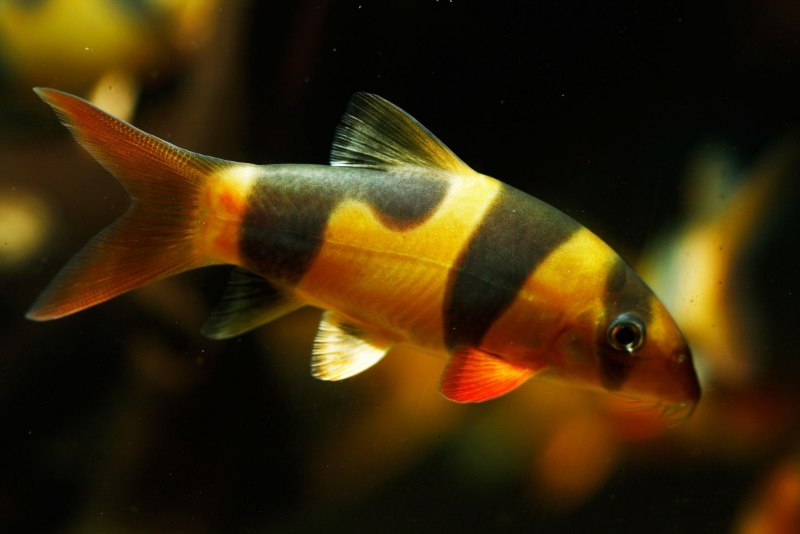 Боция стриата