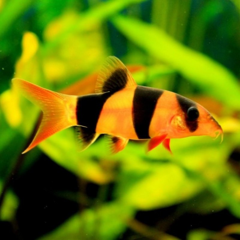 Рыба собачка фото аквариумная