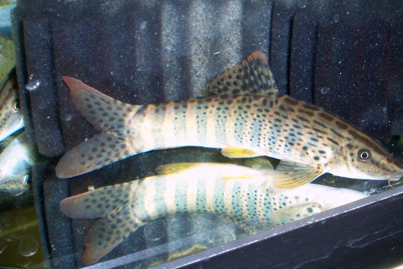 Акантофтальмус Кюля