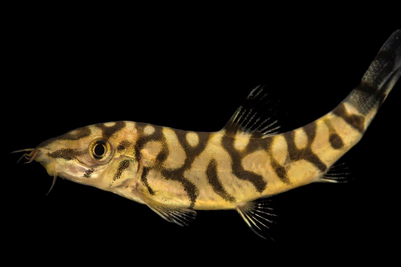 Боции полосатые