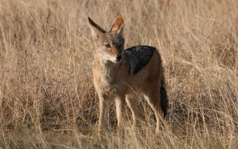 Кавказский Шакал