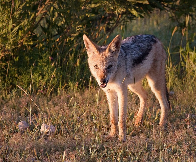 Чепрачный Шакал canis mesomelas