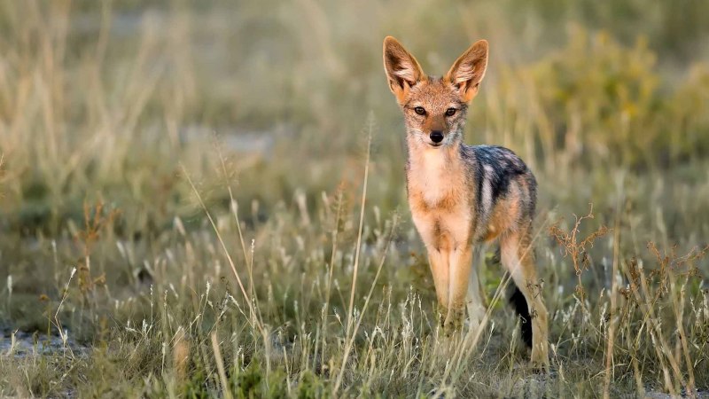 Чепрачный Шакал canis mesomelas