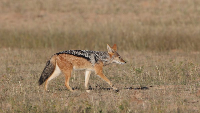 Полосатый Шакал (canis adustus)