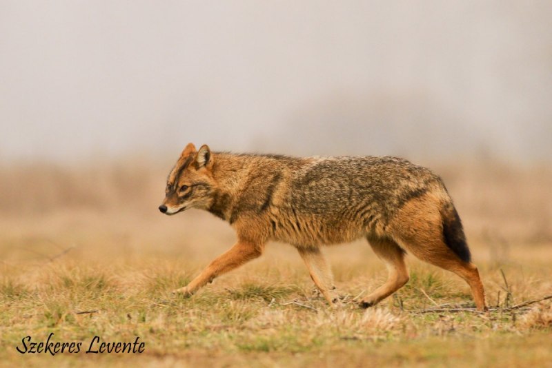 Обыкновенный Шакал (canis aureus)