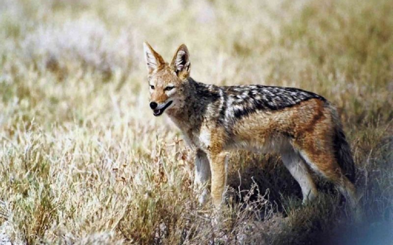 Гривистый волк Саванна