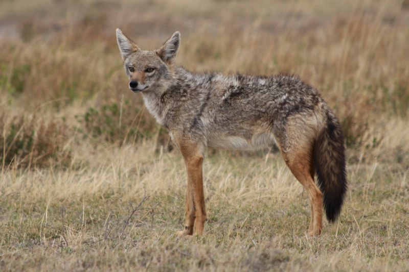 Шакалы в Ростовской области