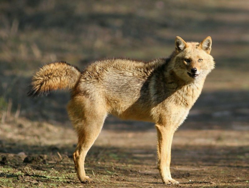 Среднеазиатский Шакал обыкновенный