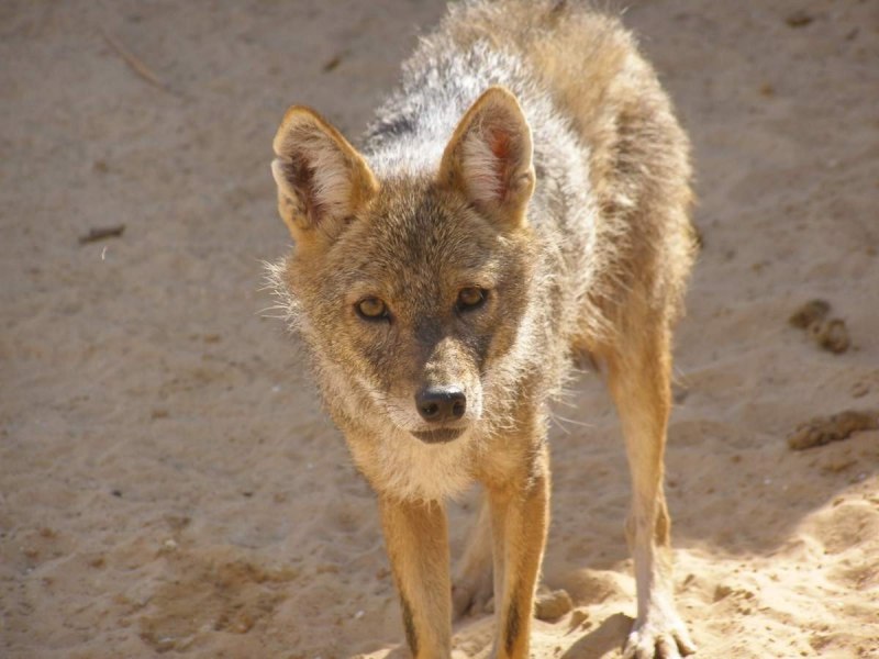 Субтропический Шакал