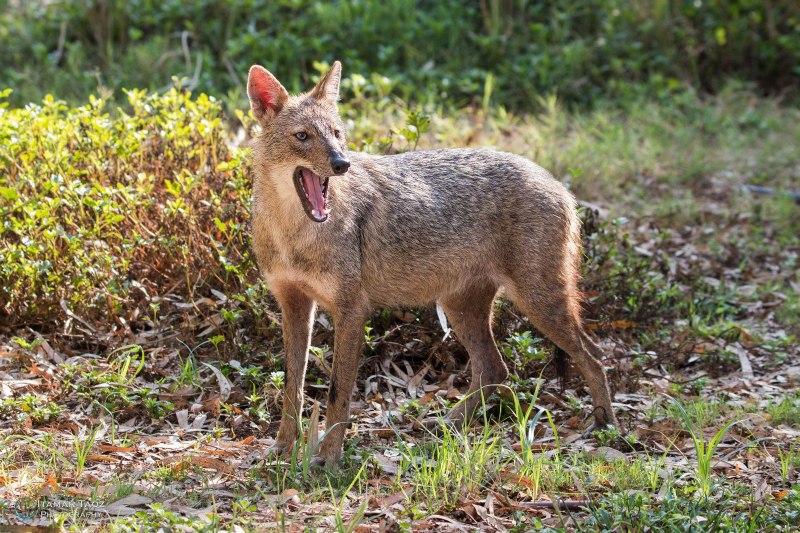 Обыкновенный Шакал (canis aureus)