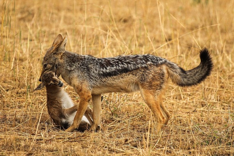 Казахский Степной Шакал