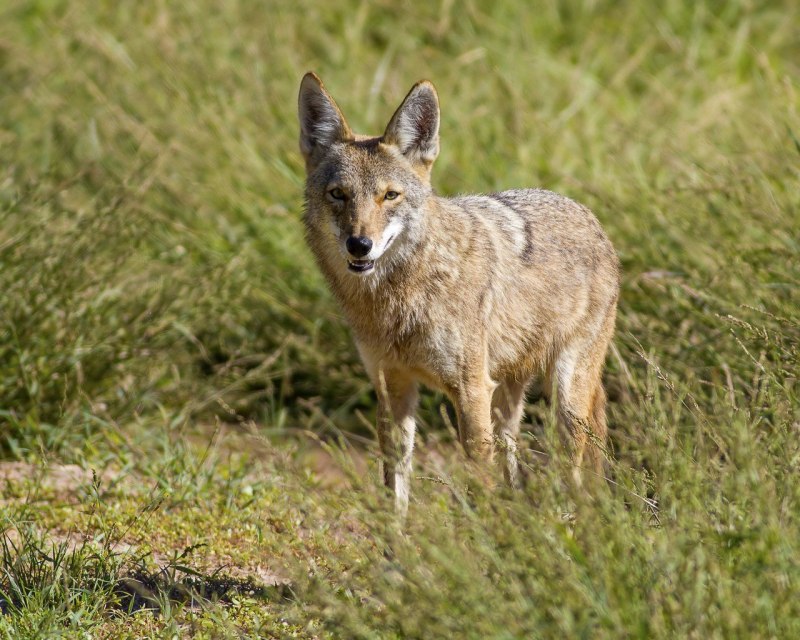 Чепрачный Шакал животное
