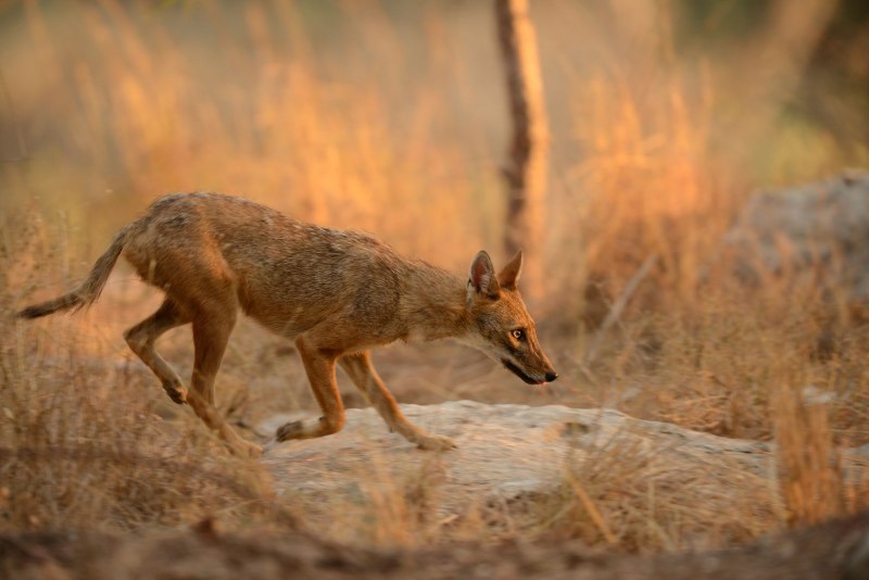 Золотистый Шакал