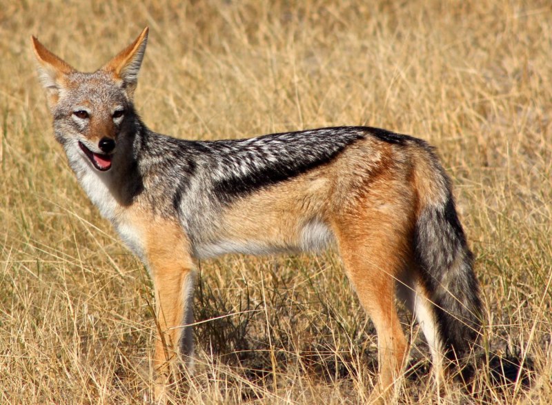 Обыкновенный Шакал