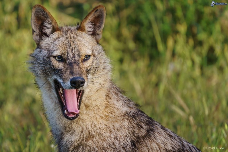 Обыкновенный Шакал