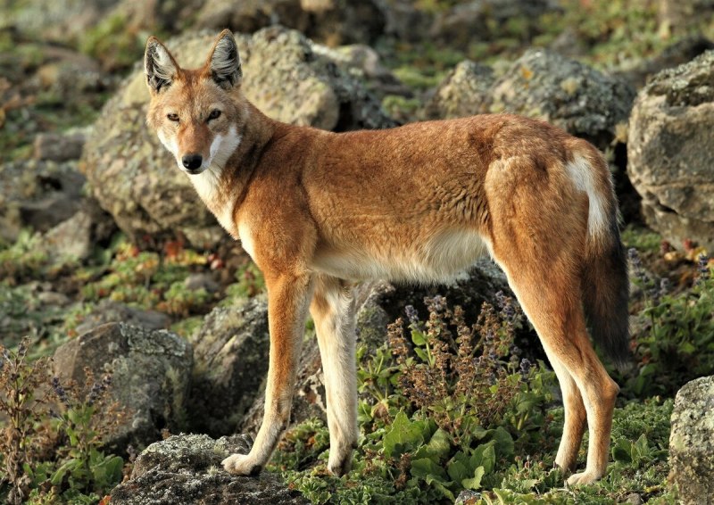Среднеазиатский Шакал обыкновенный