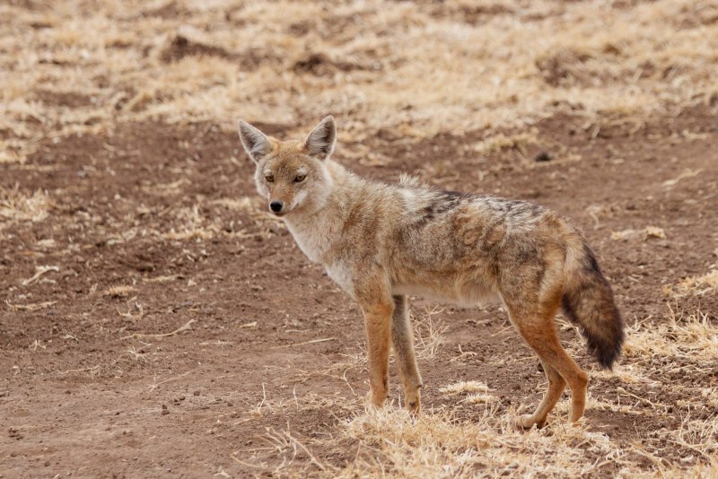 Золотистый Шакал