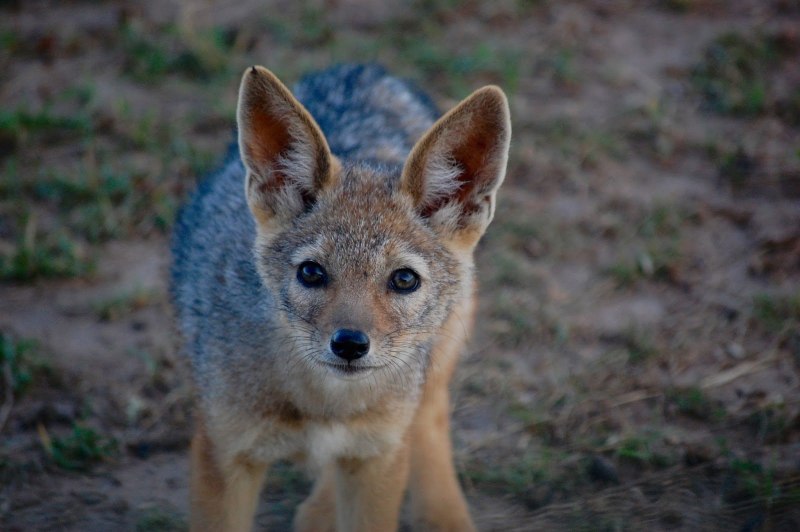 Шакал и волк