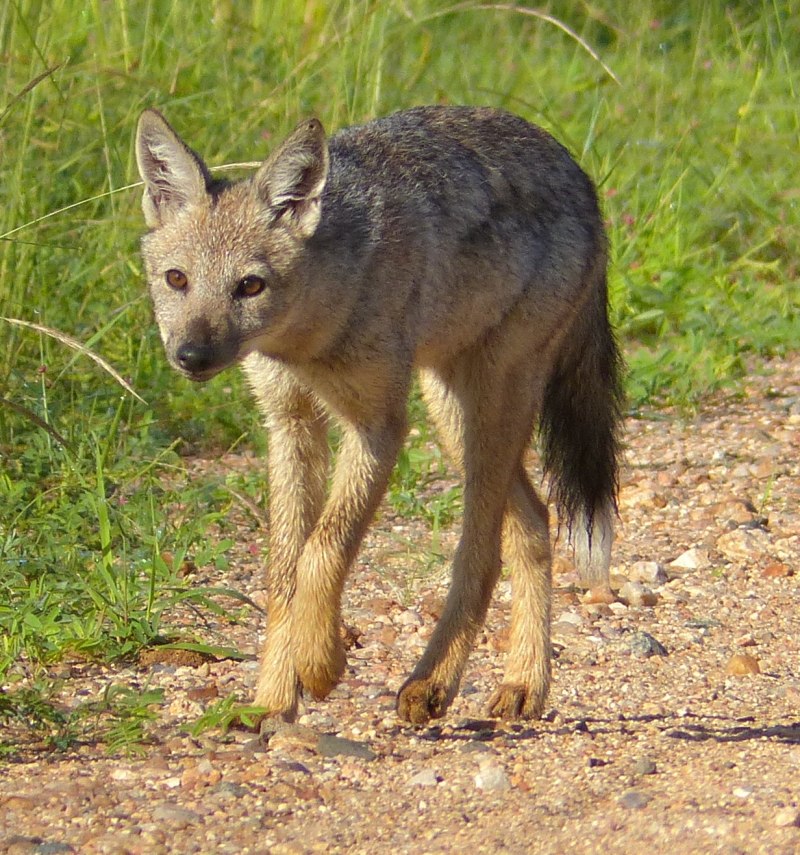 Обыкновенный Шакал (canis aureus)