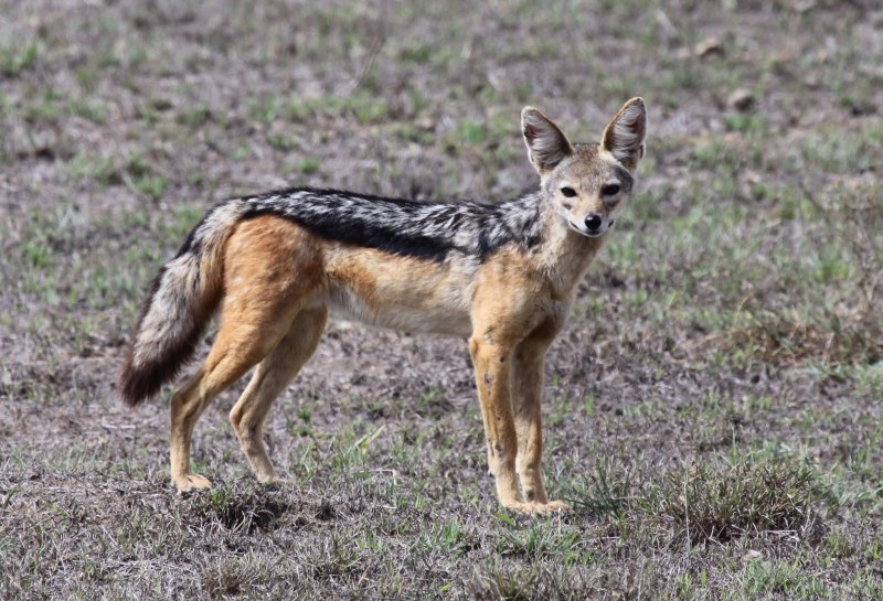Луговой волк canis Latrans