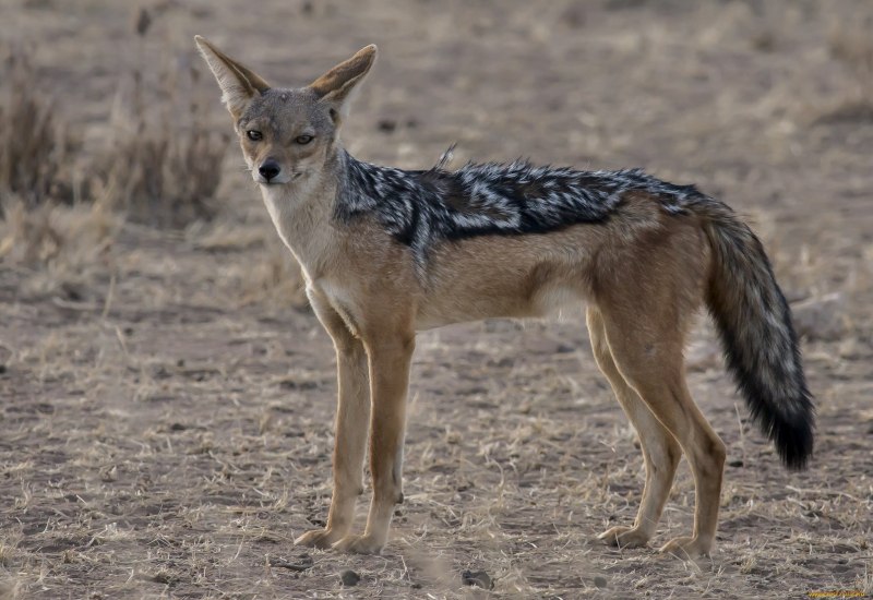 Среднеазиатский Шакал обыкновенный