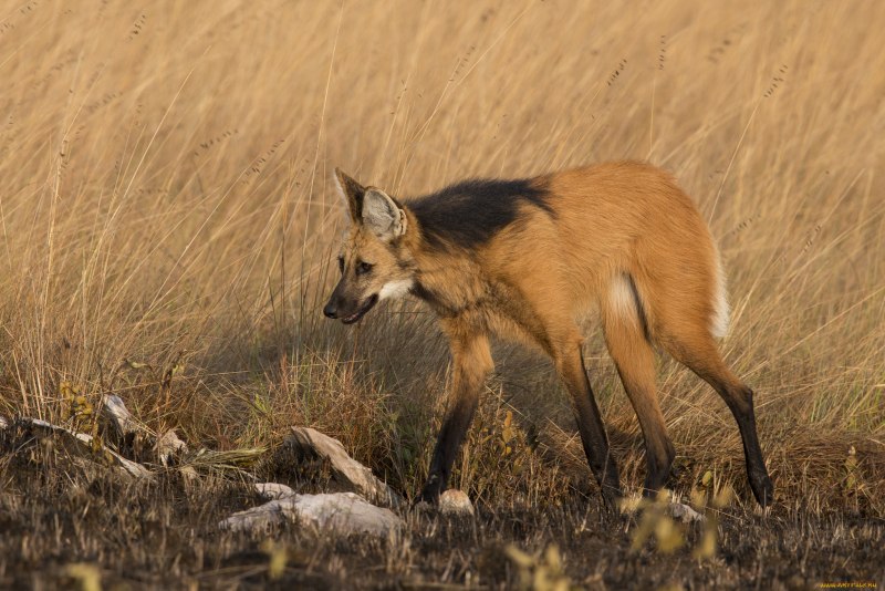 Субтропический Шакал