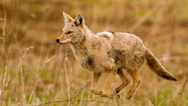 Среднеазиатский Шакал обыкновенный