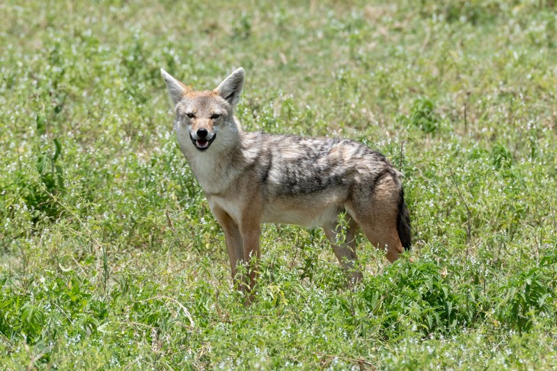 Среднеазиатский Шакал