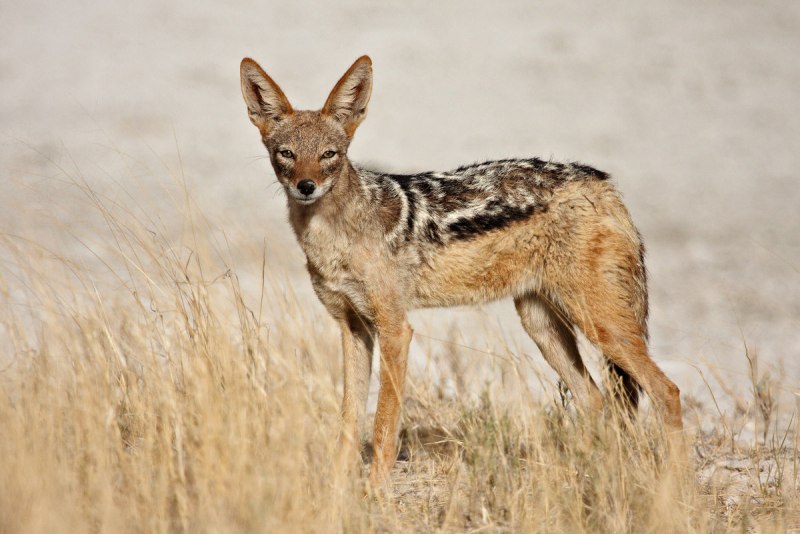 Североафриканский Шакал